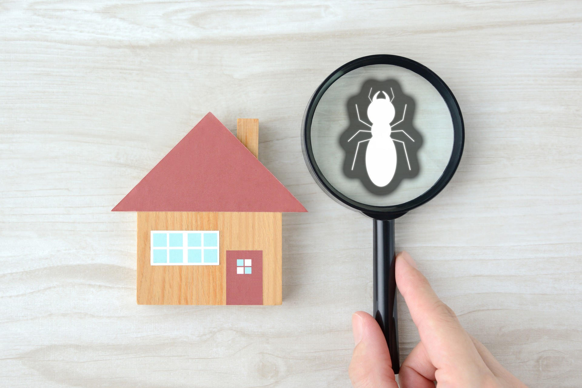 Discovering termite living in house by magnifying glass