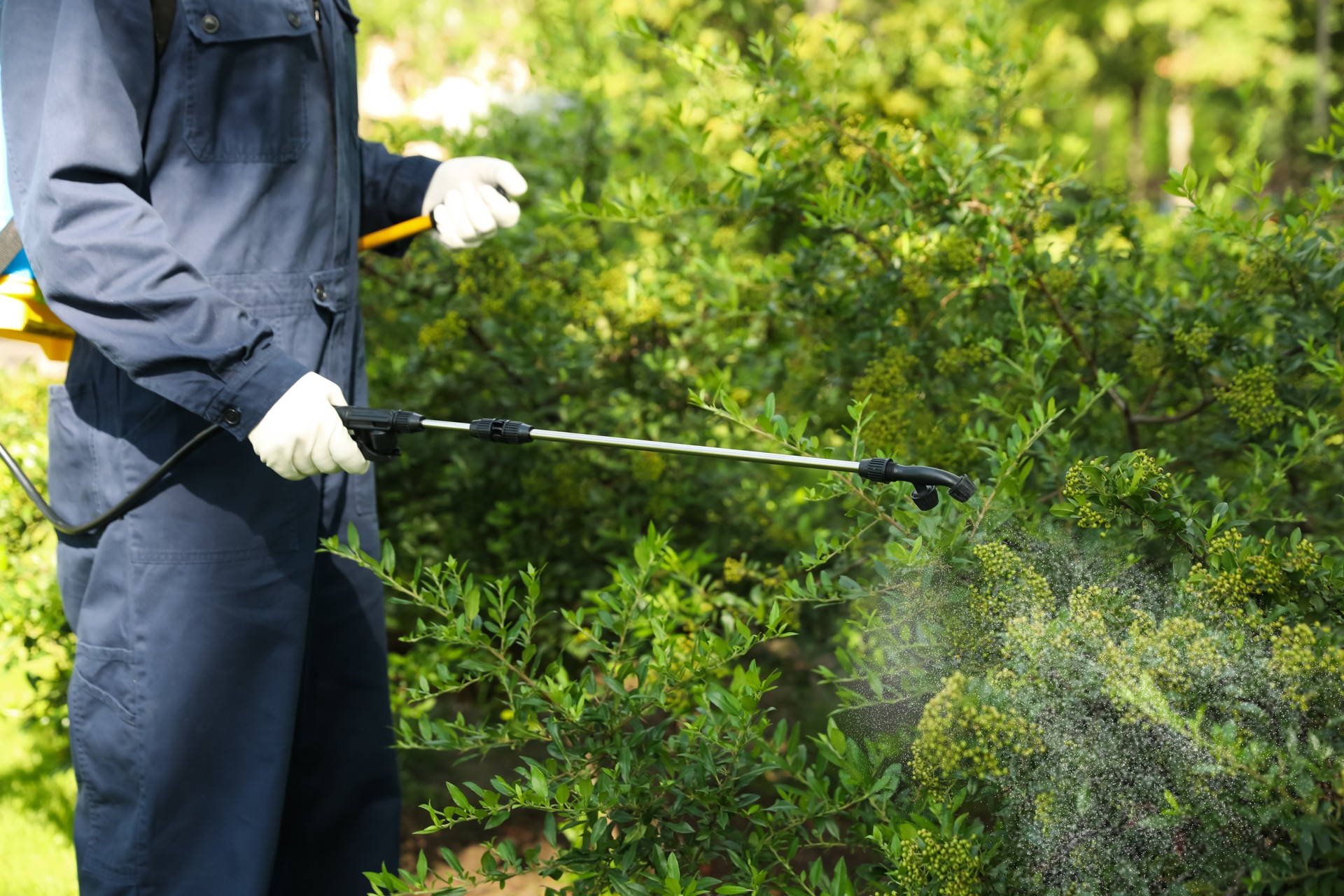 Worker spraying pesticide onto green bush outdoors, closeup. Pest control